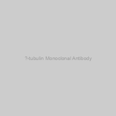 Image of ?-tubulin Monoclonal Antibody